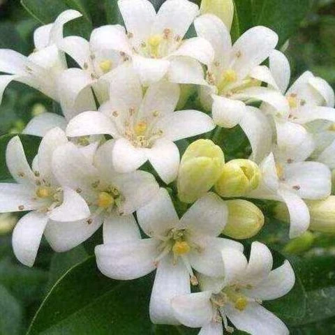 夜来香种子 四季花卉驱除蚊虫 阳台盆栽月见草籽 驱蚊草子