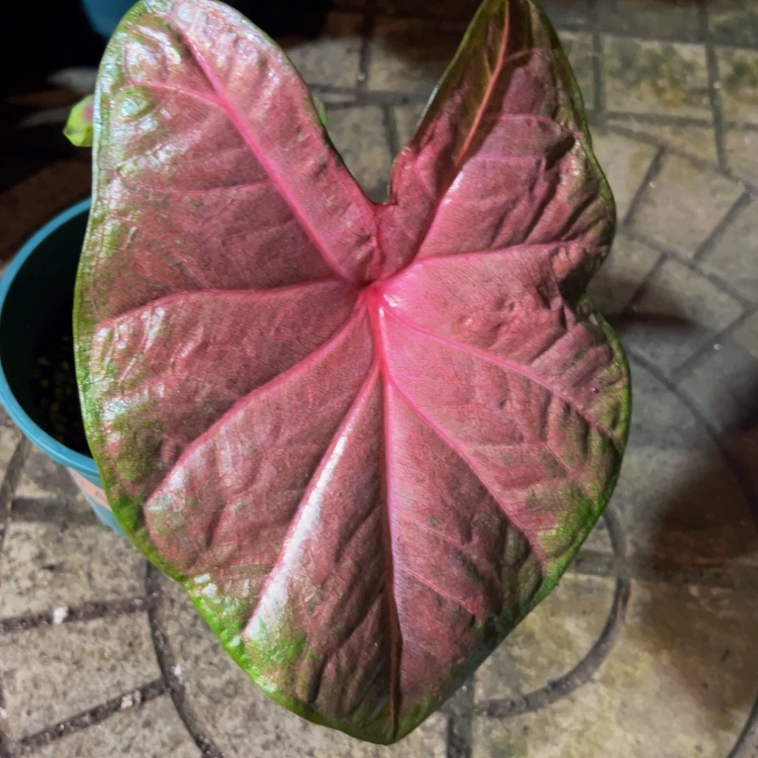 炒***貝完全开放5172泰彩
