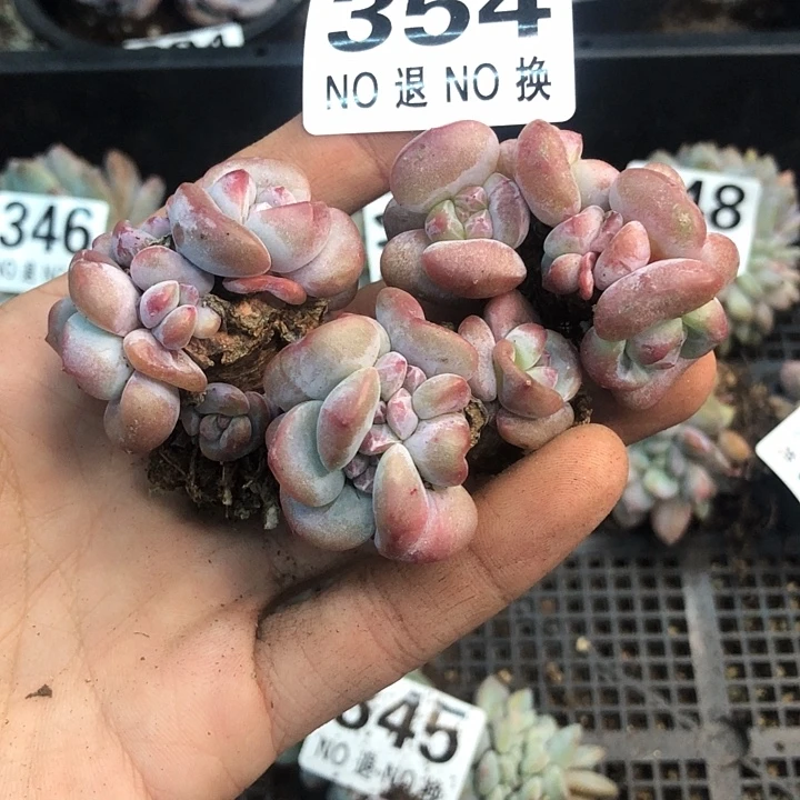 星影石榴籽福利出咯 354