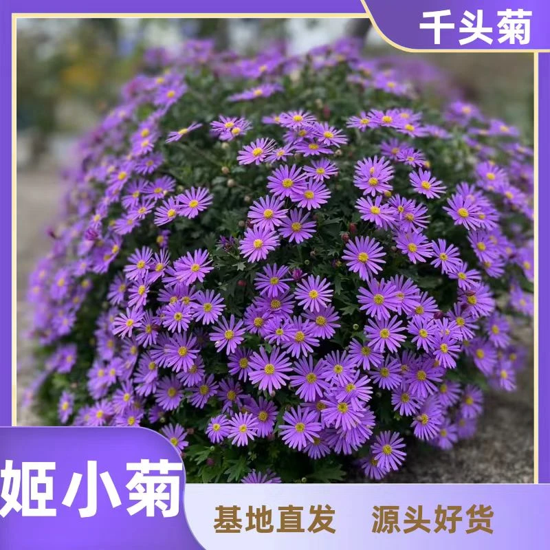 【姬小菊】多季节开花耐热耐晒耐寒室内室外地栽盆栽易养护