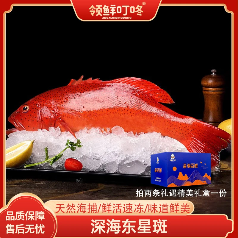 【领鲜叮咚】东星斑深海石斑鱼1-1.2斤/条深海捕捞急冻锁鲜海鲜