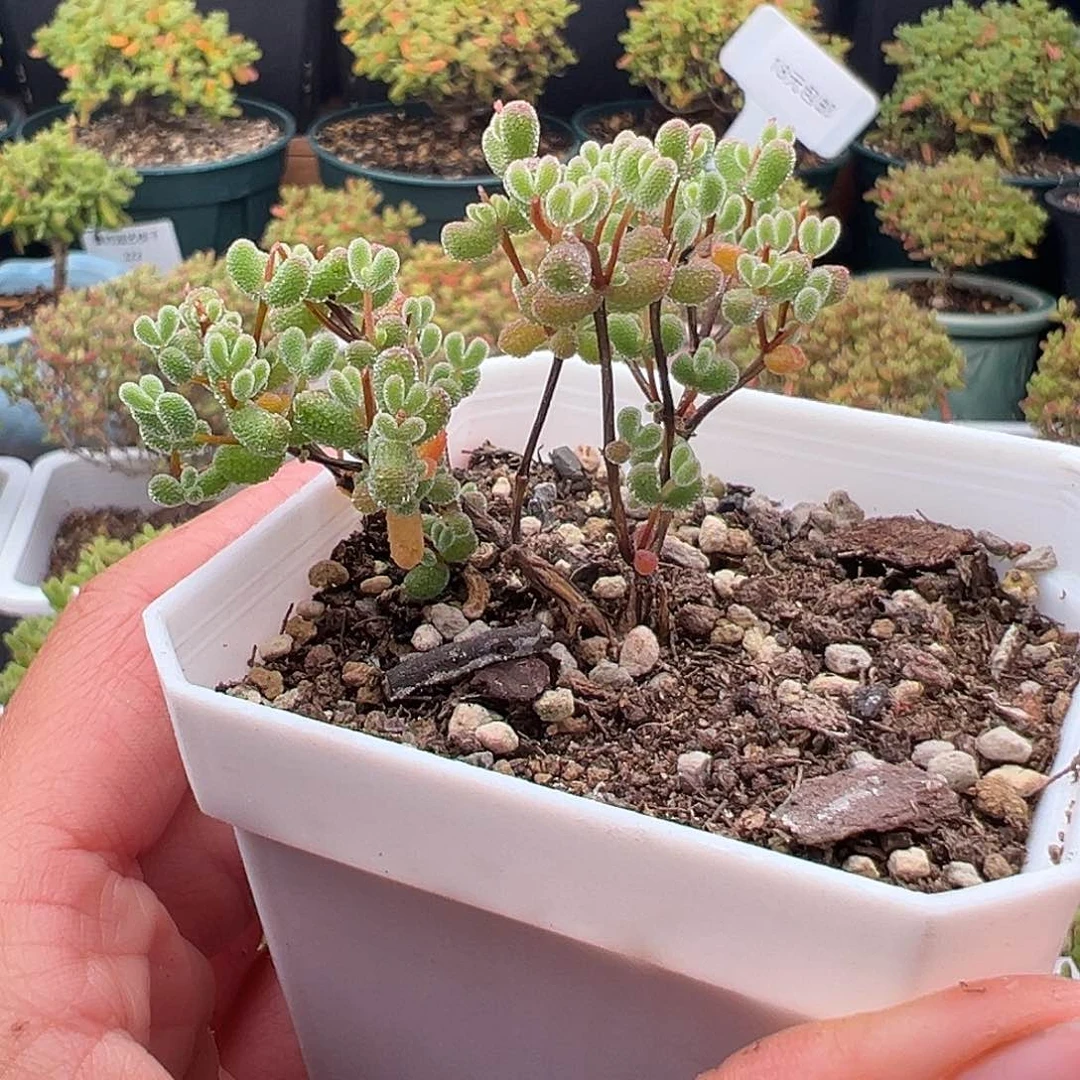 147号翡翠12.3多肉