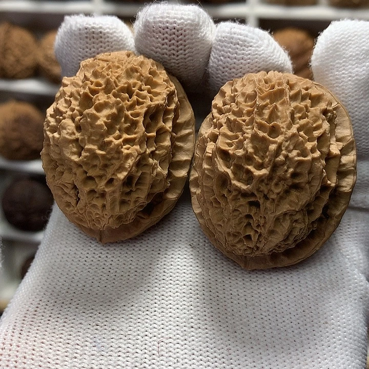 核桃39尺帝龙砂18号