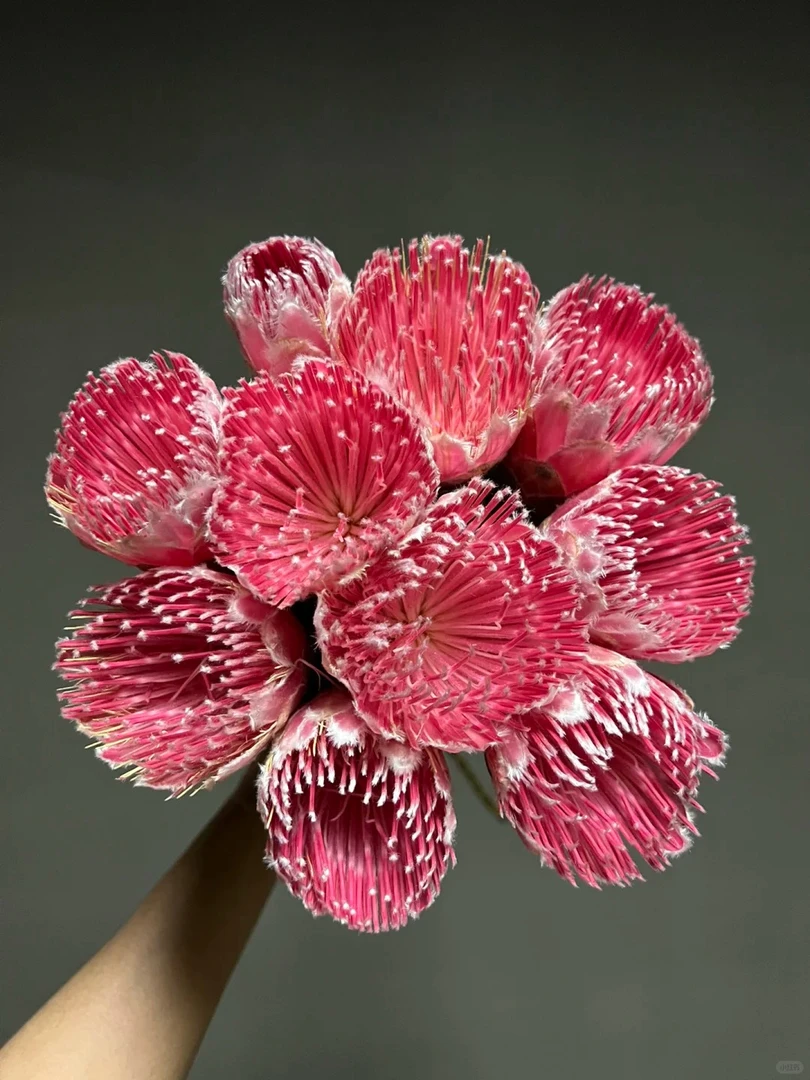 【七礼夫人】南非进口艾薇公主 |稀有进口花材|小众稀有花材