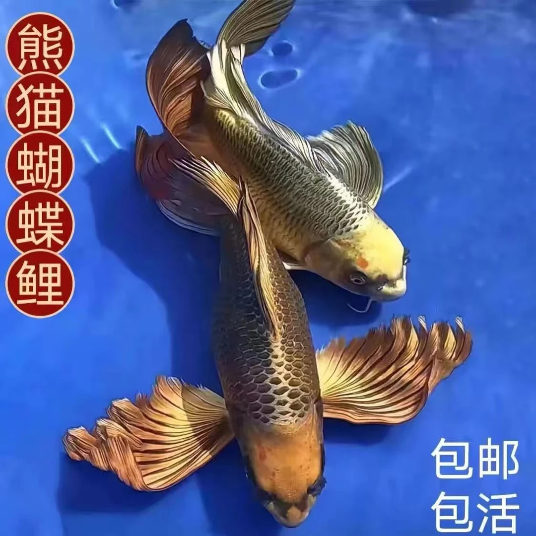 熊猫台湾蝴蝶球体黄金招财锦鲤短身淡水观赏鱼鱼苗龙凤冷水鲤鱼短