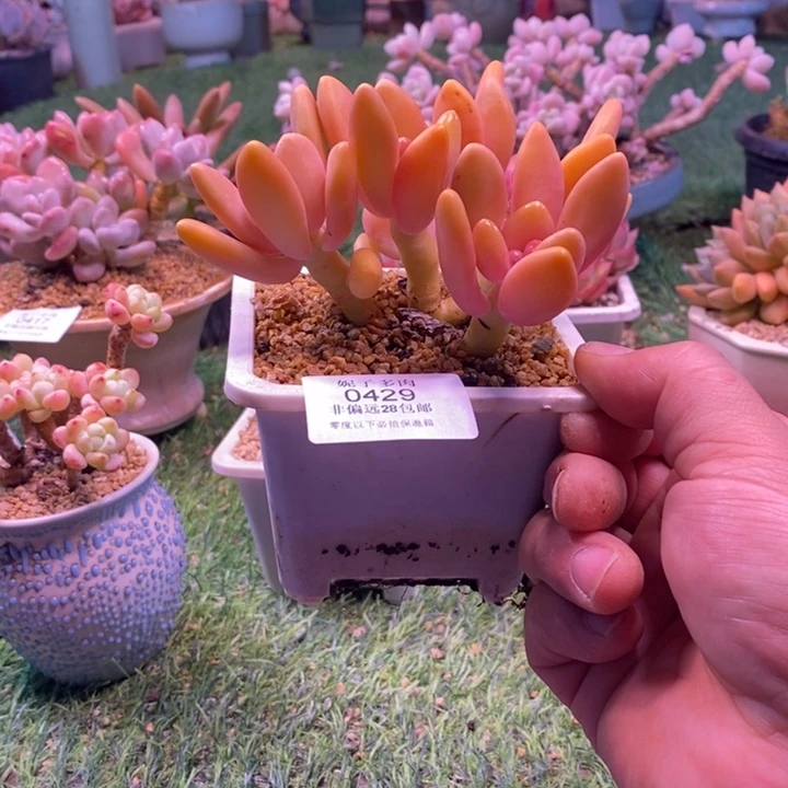 0429啊啊啊啊啊啊啊啊啊啊啊啊