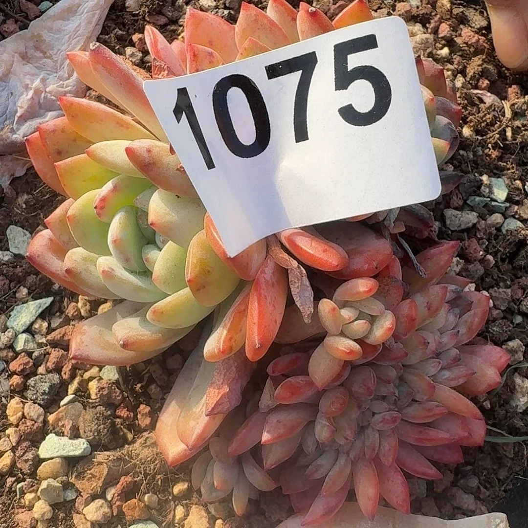 含****?31361661616461144