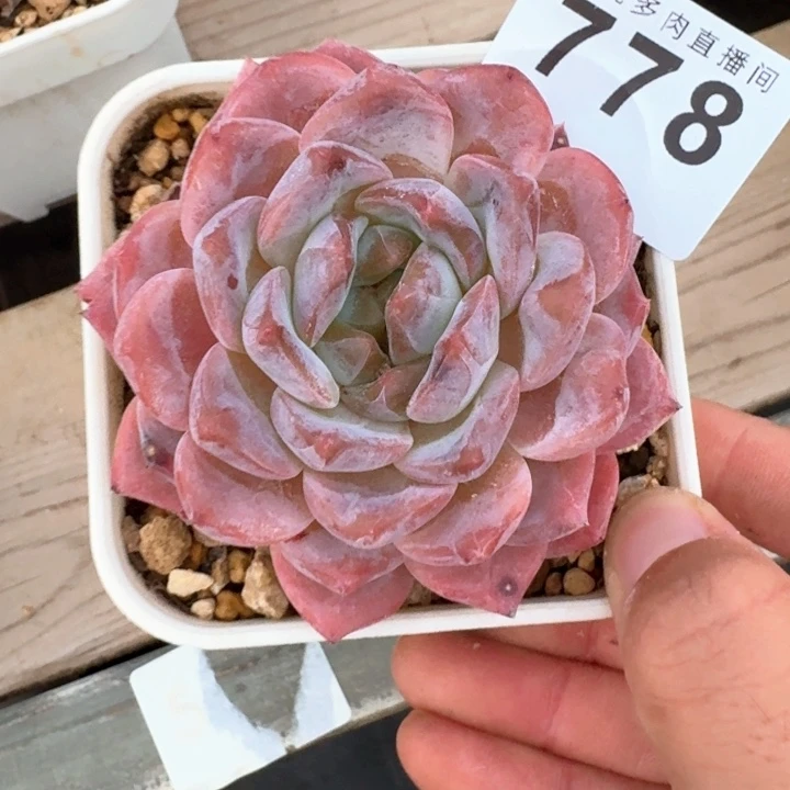 腥***绊粉魄            多肉植物