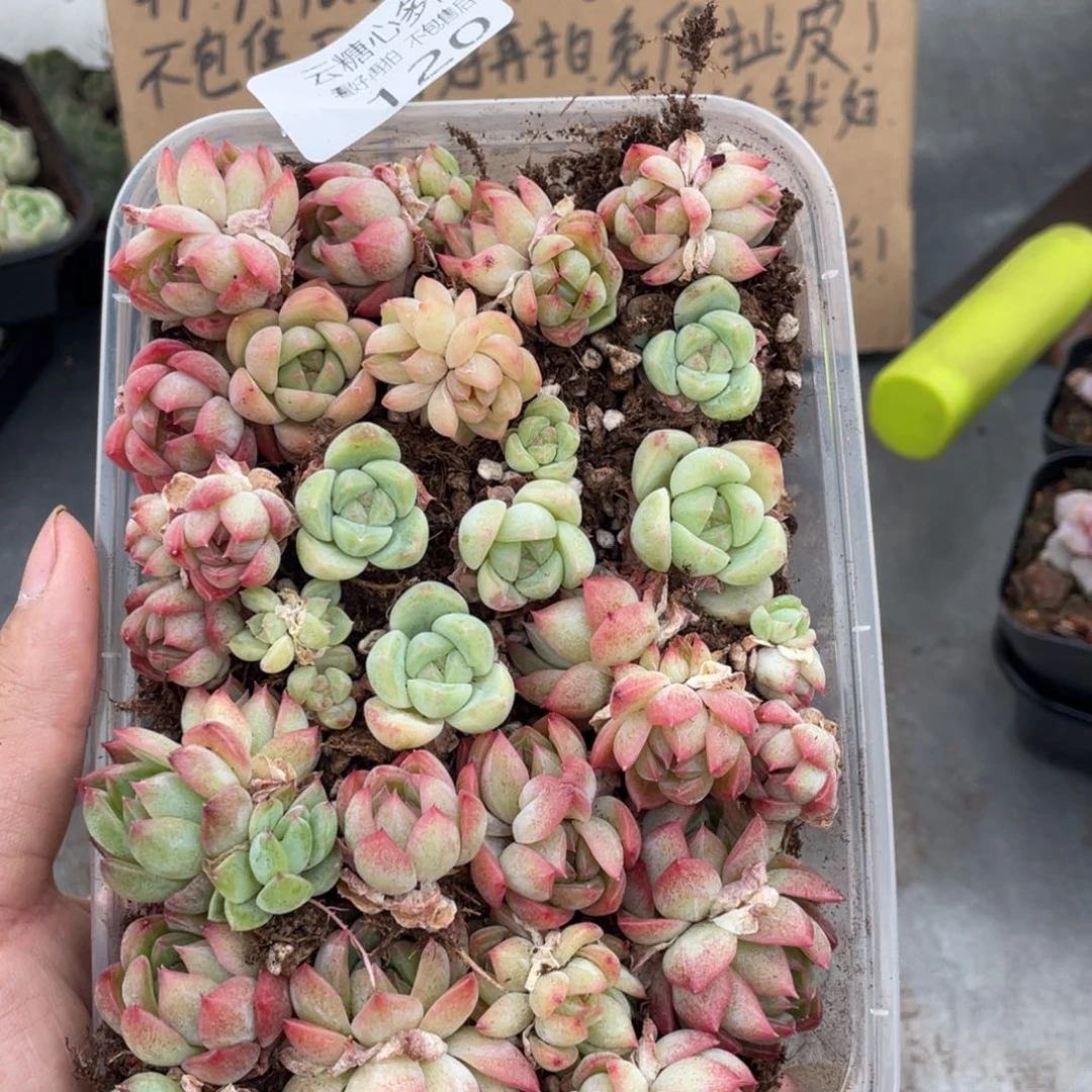 云糖心多肉植物120