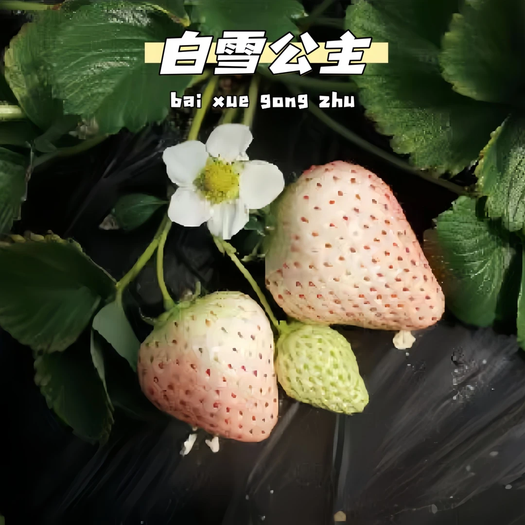 北京农科院草莓苗脱毒母苗高产高甜苗奶油草莓苗盆栽红颜草莓苗