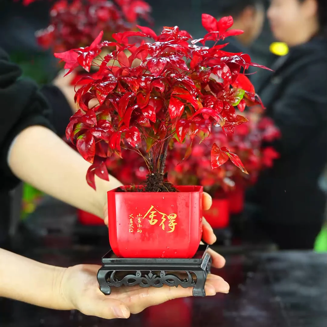 火焰南天竹盆栽耐寒美观室内外四季好养观叶绿植小盆景  F