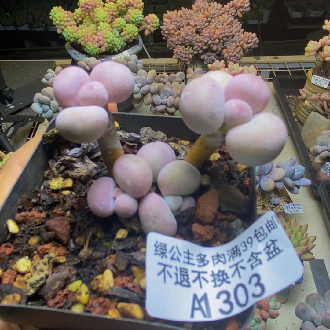 303橙奶多肉肉4cm