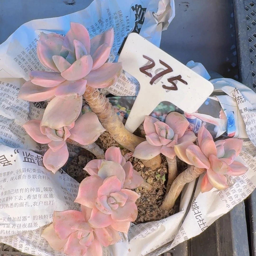 多肉植物的生长发育和