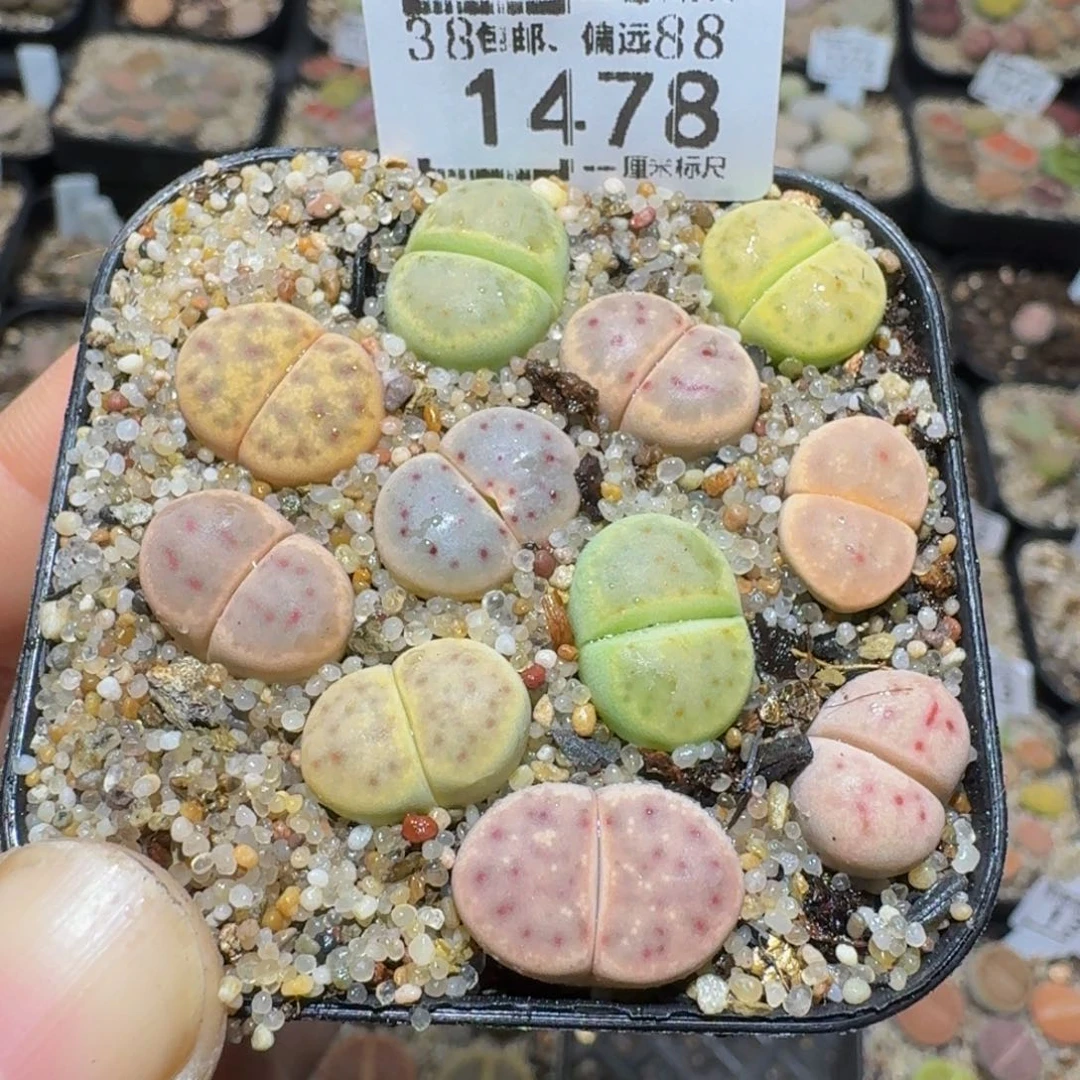 zzzz精品生石花鱼1478