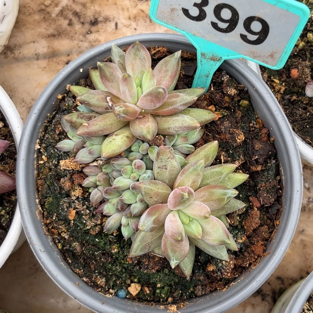 多肉植物胶糖体虞美人399