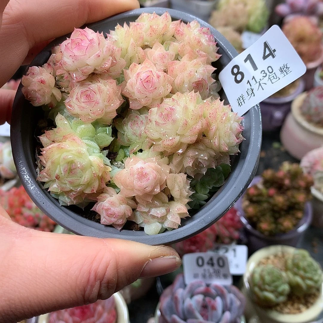 精控拇指盆11.30814