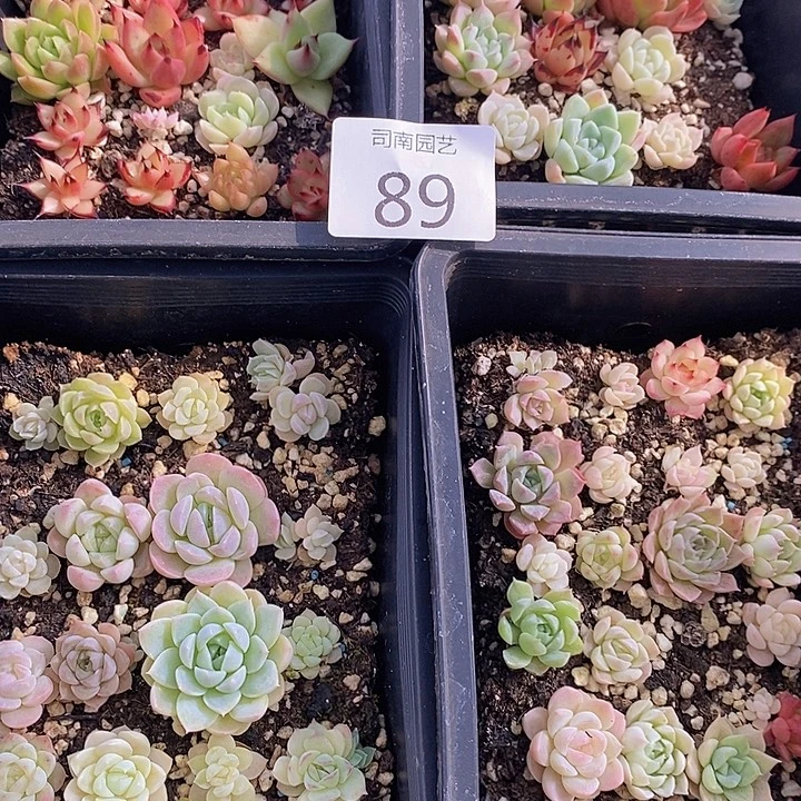 89 多肉植物盆栽植物