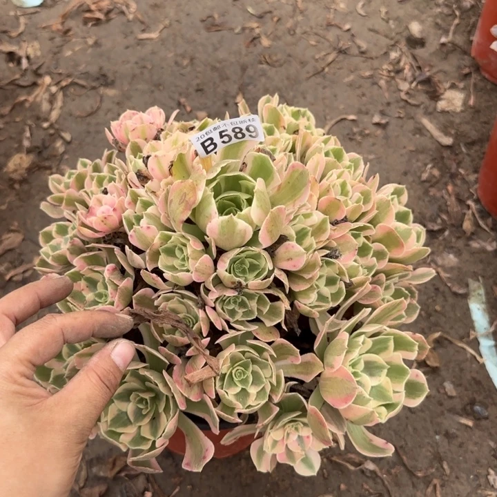 妖月……多肉植物……