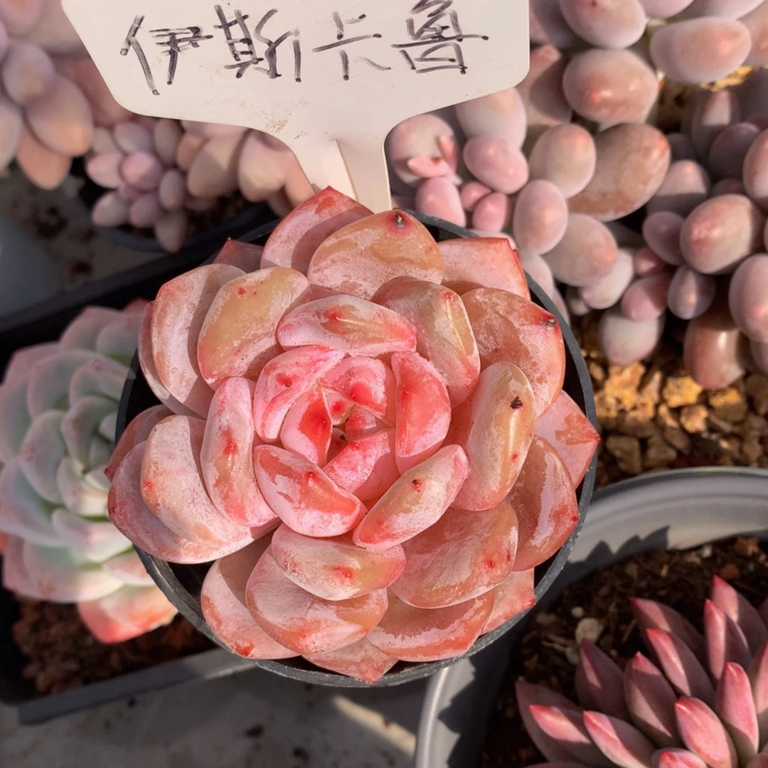 石榴载72727272727282