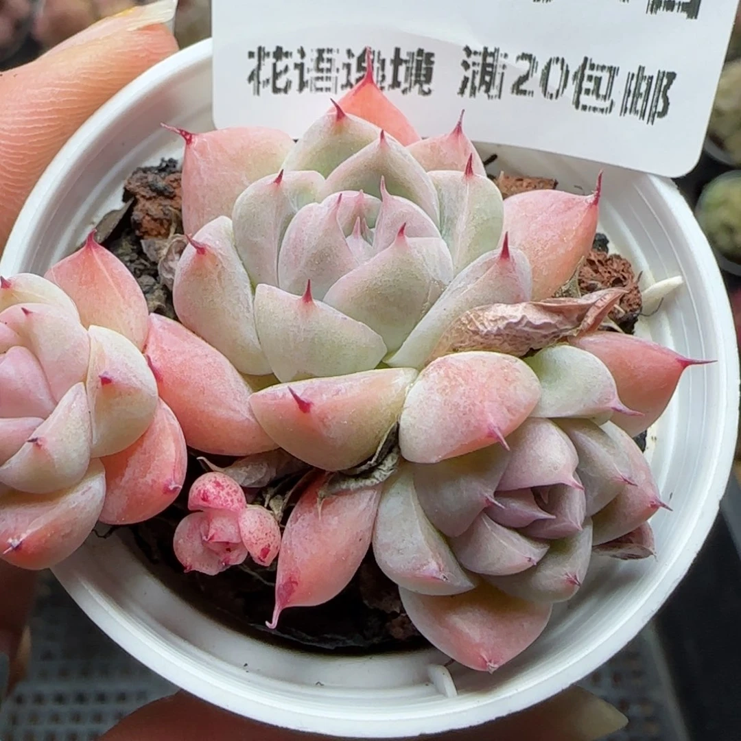 花语逸境0221-585