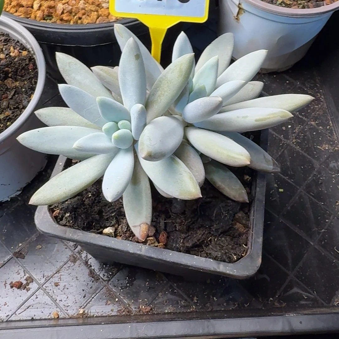 多肉植物彩胖体哥特870