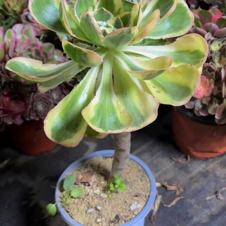 瑞妈，。。。。。。873燕姿锦，