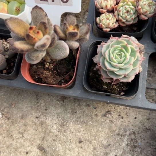 279孙悟空多肉植物