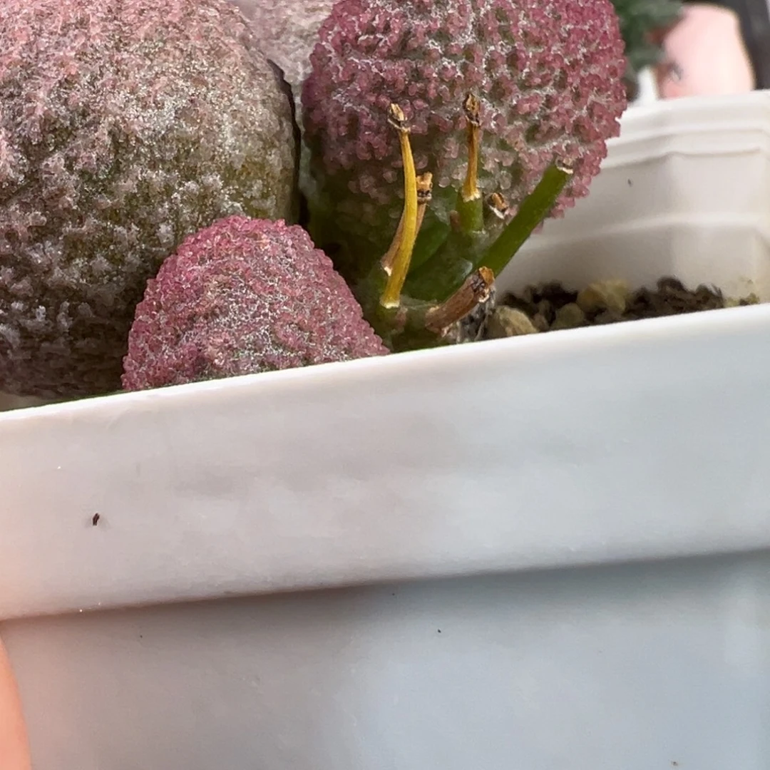瑾****多肉植物水泡多肉植物水泡