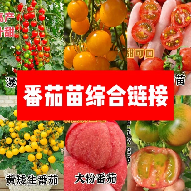 【山东寿光发货】春季家庭小份装番茄辣椒西瓜苗大全