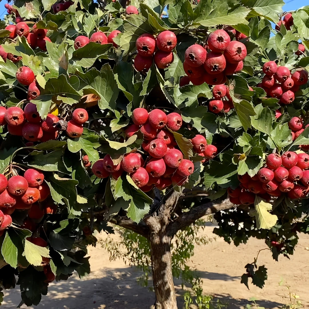 大金星山楂树树苗（一物一拍）