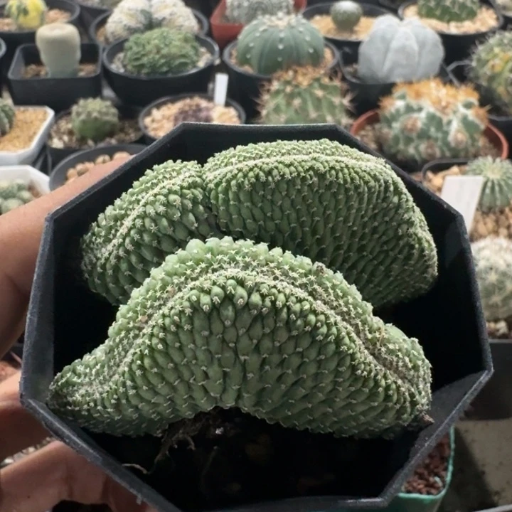 菊水缀化实生仙人球