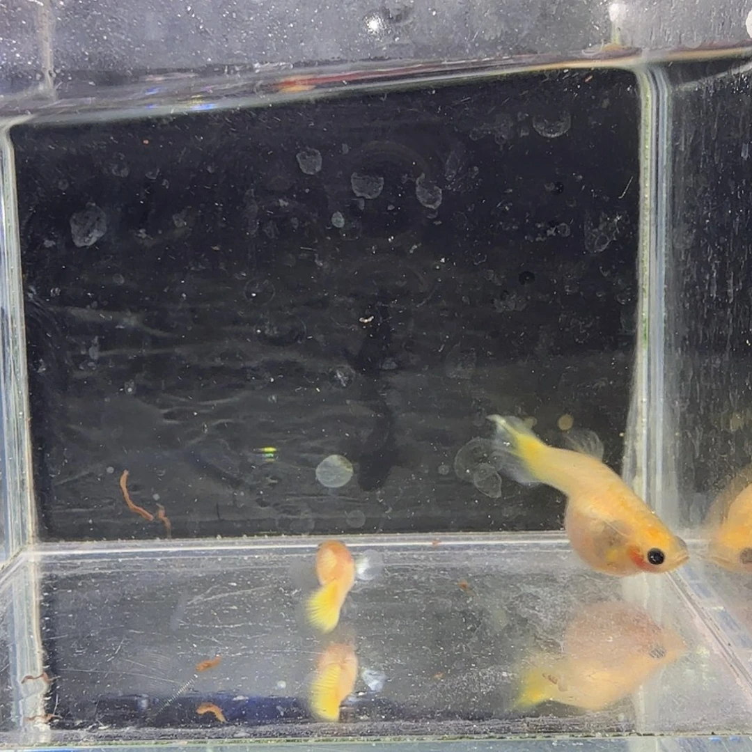 孔雀鱼黄金玻璃球1对