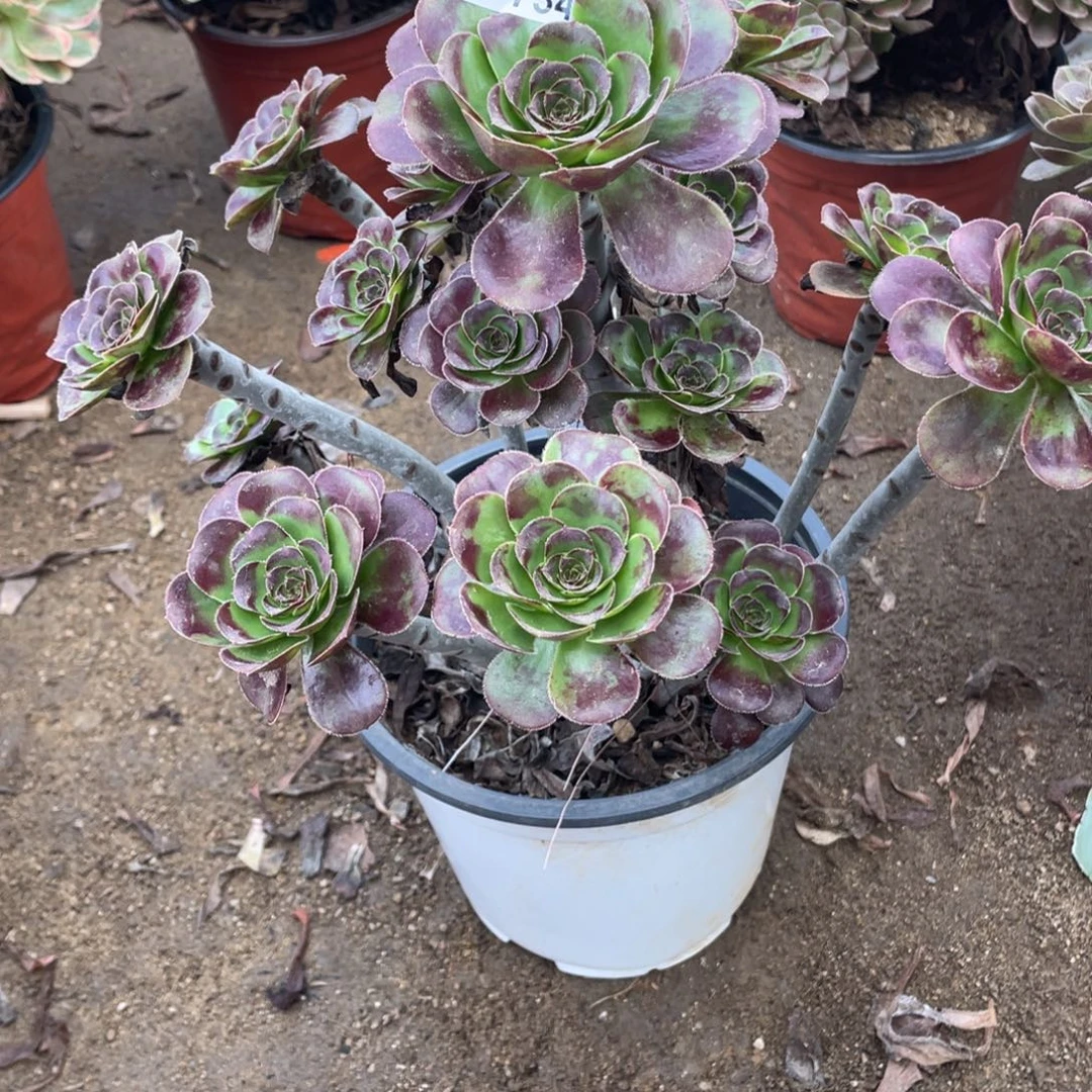 734黑豆多肉法师断枝不包