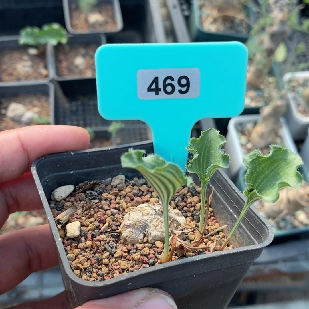 波动雾冰玉产地多肉植物