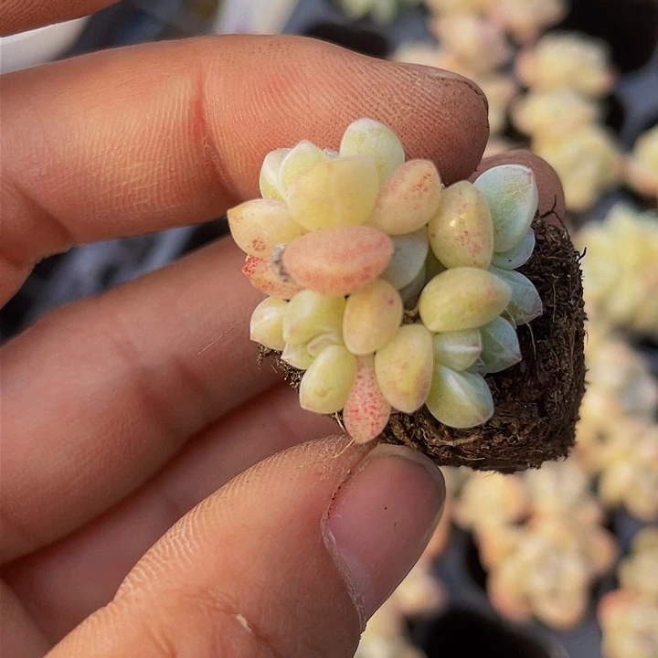 一物一拍满18包邮