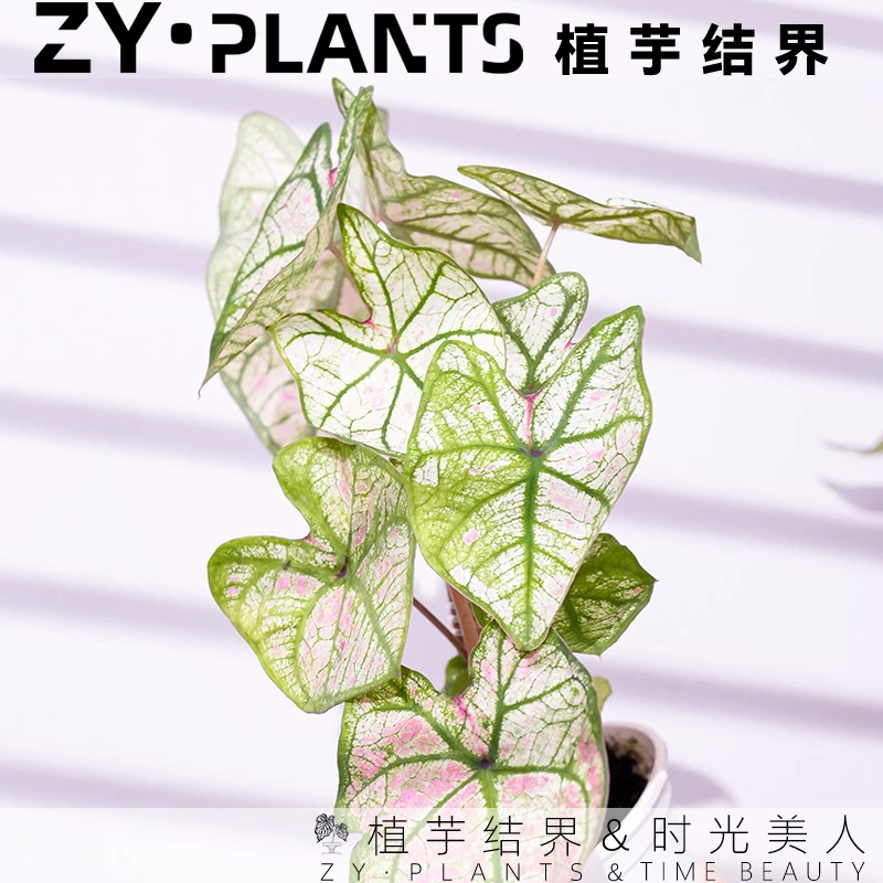 「植芋结界」时光美人彩叶芋育苗盆INS风桌面观叶耐热稀有植物盆栽
