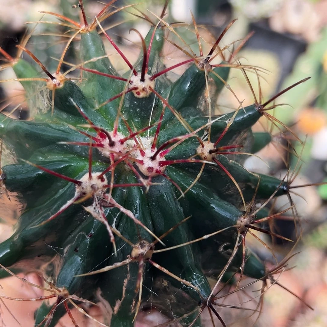 实生神仙玉仙人球1111111