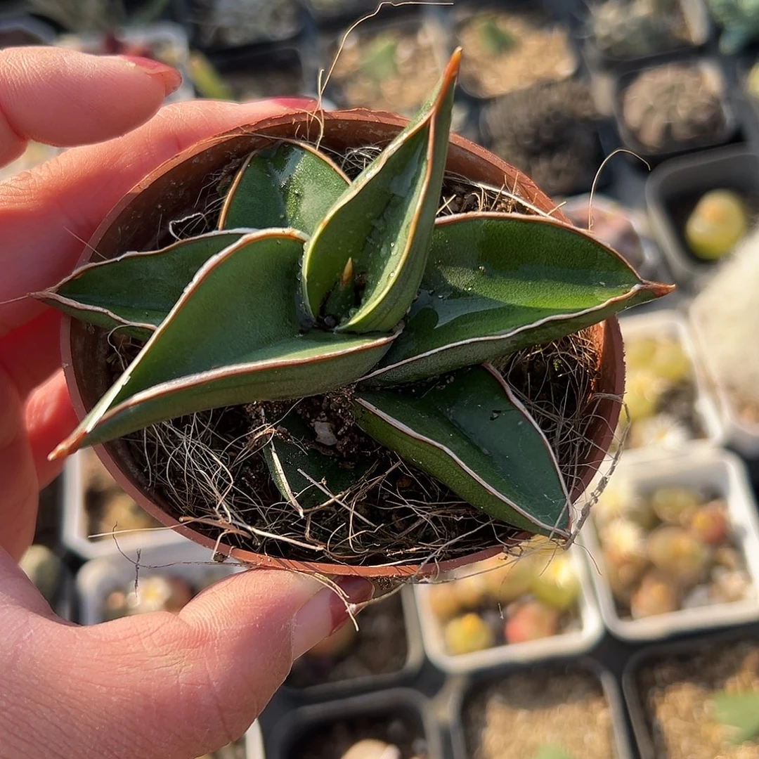 多肉植物玫瑰武士