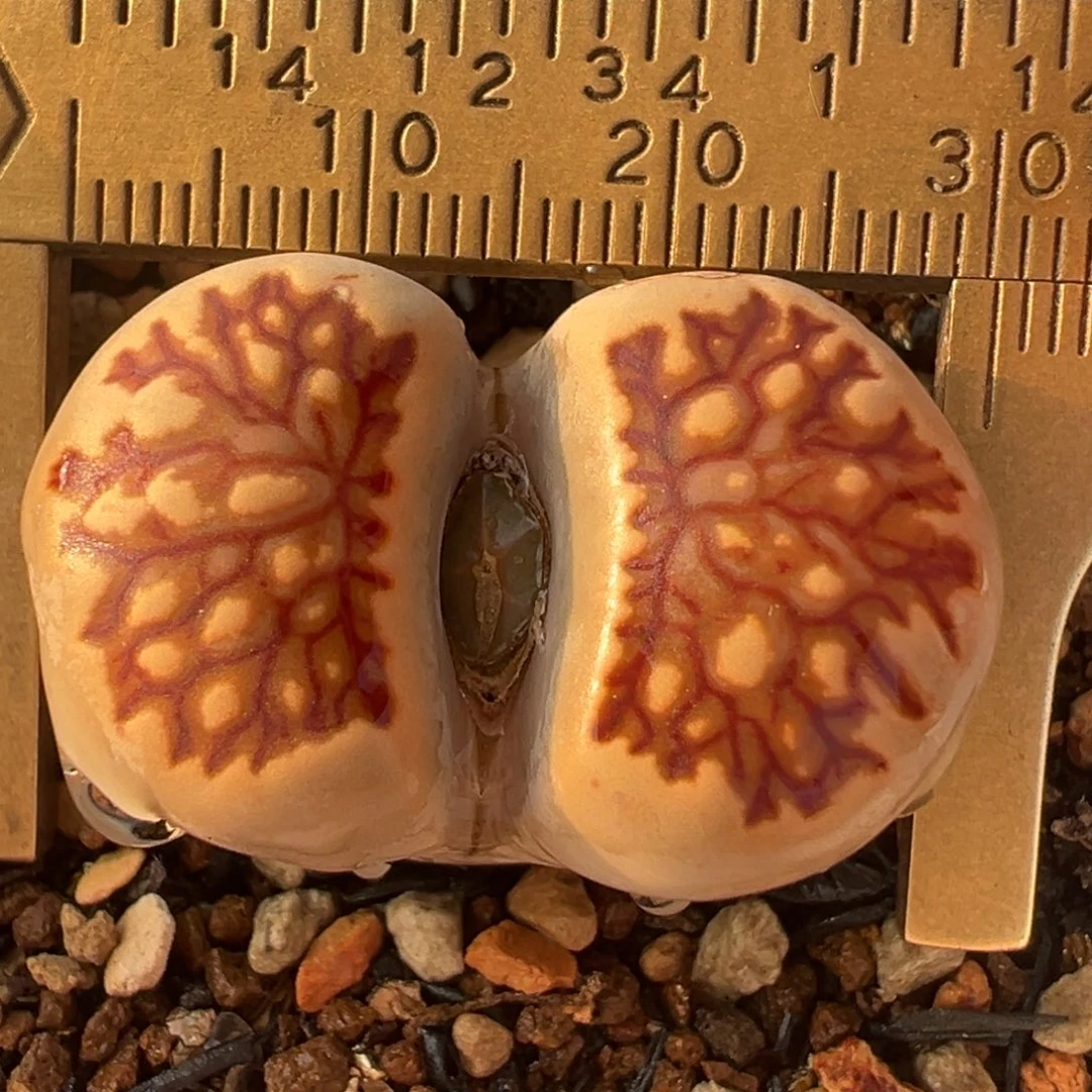 红纹菊化石母本带盆