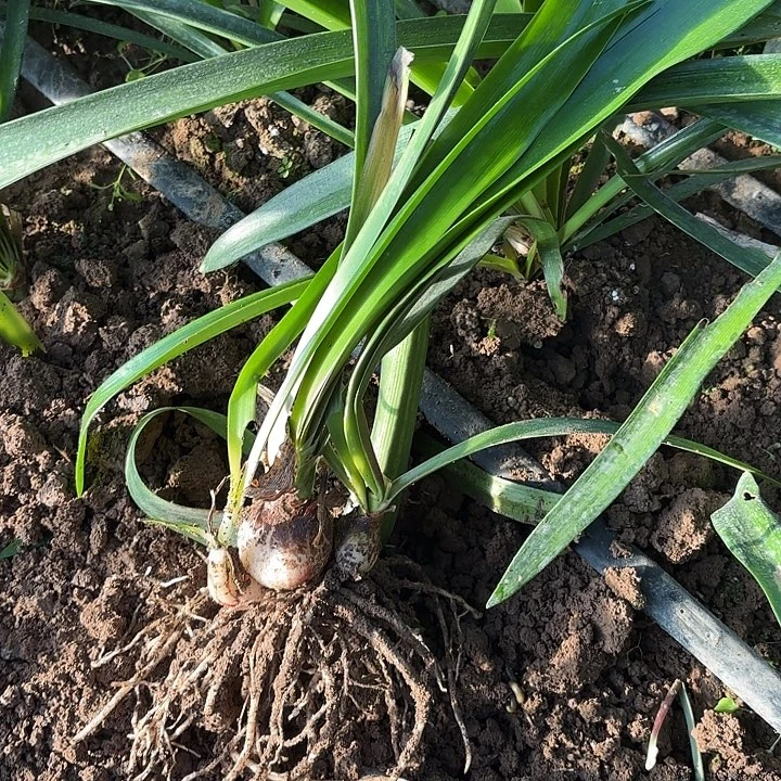 完全开放尼罗河女儿2号一物一拍