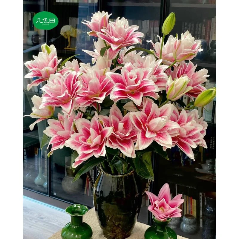 2头火星之恋----重瓣百合云南直发鲜花云南花插花鲜花