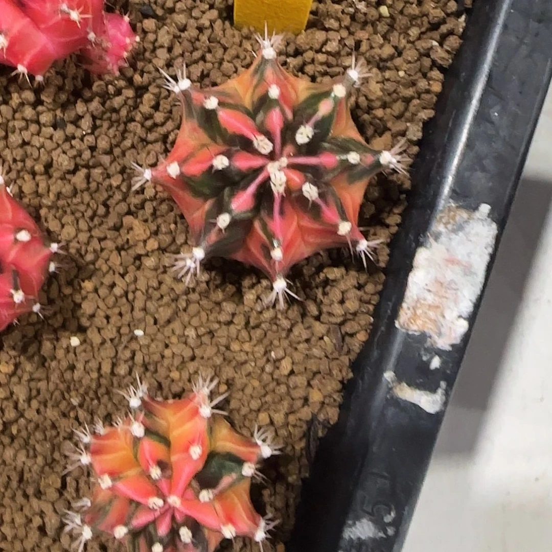 L515-1221泰国发货