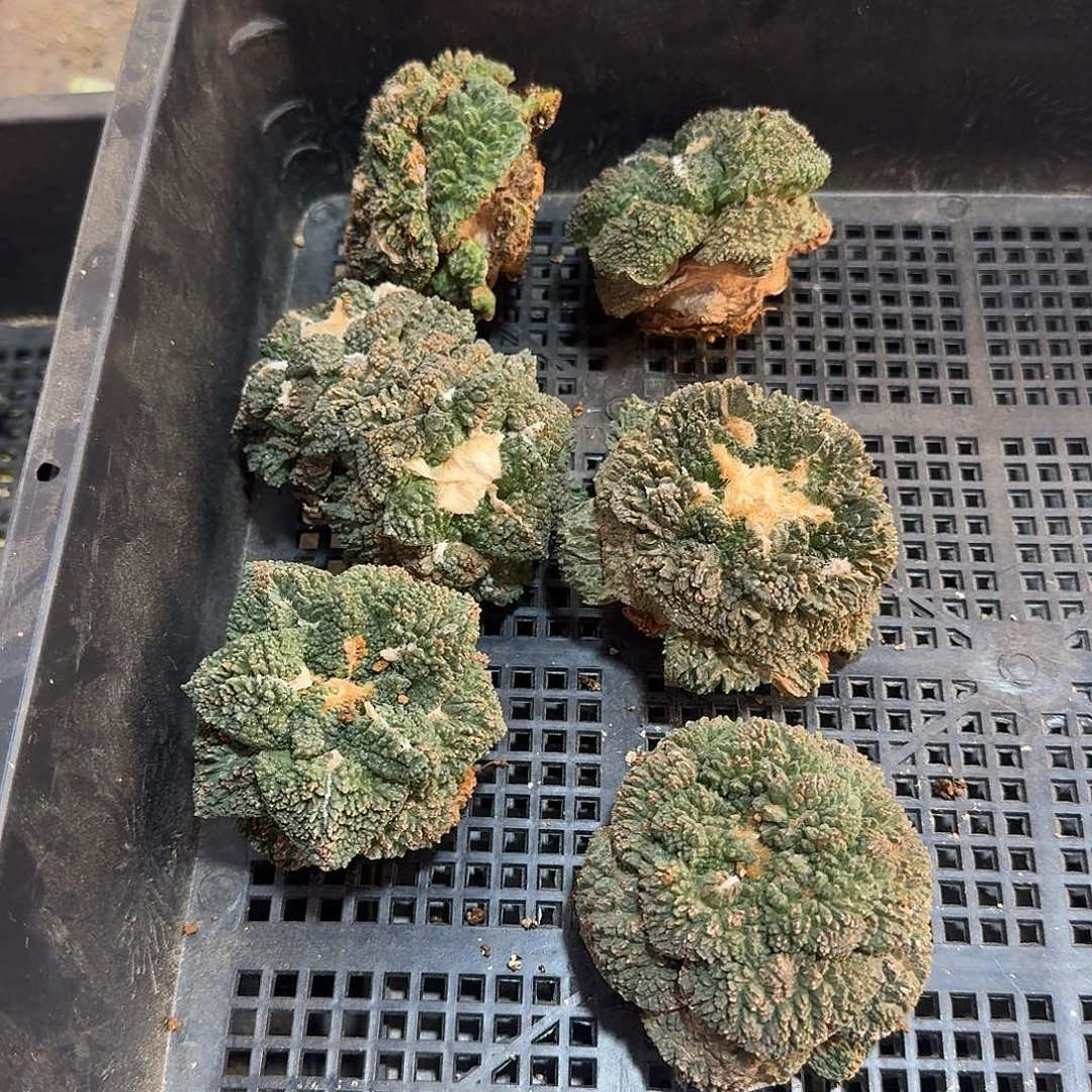 哥斯拉自根有根6cm起发