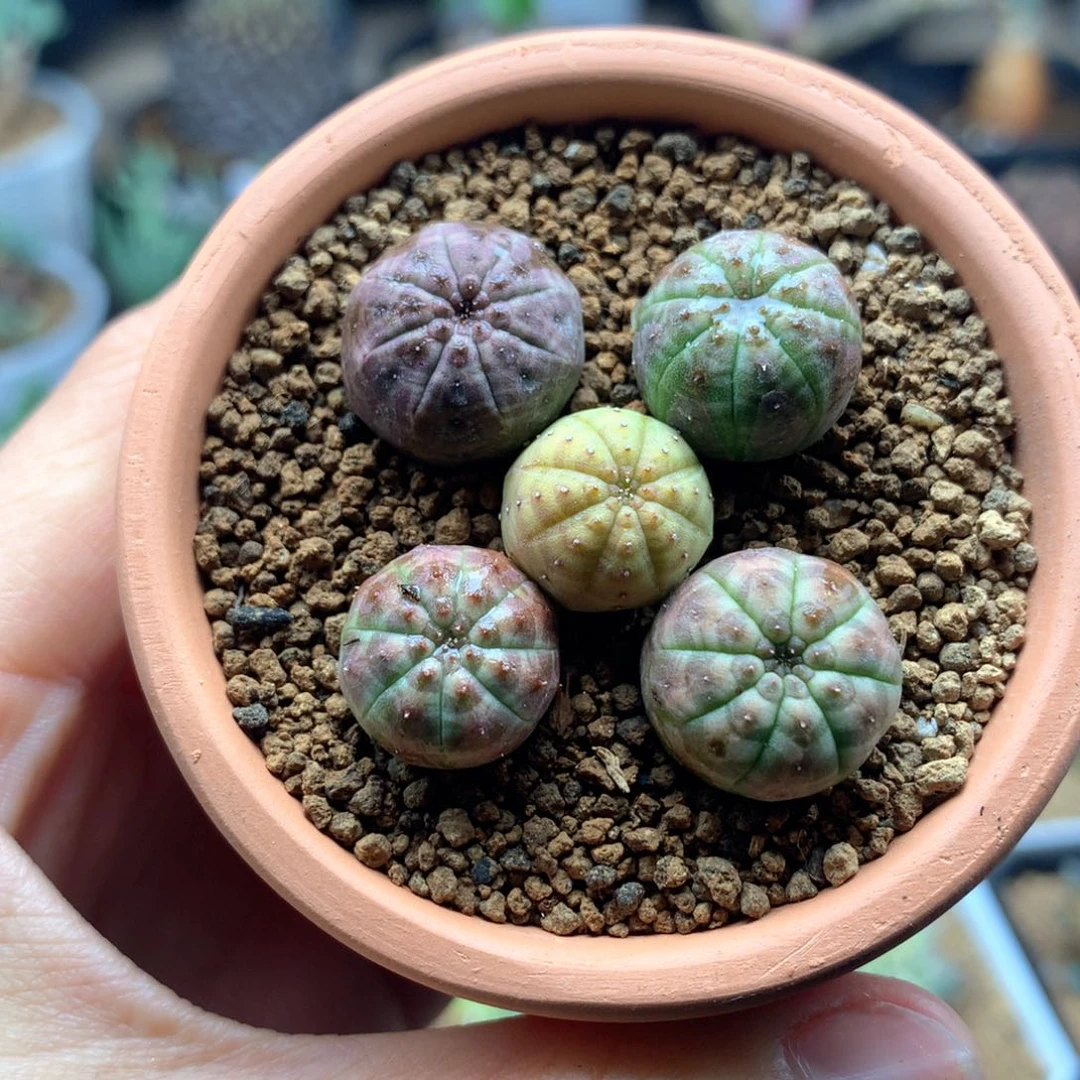 实生小布纹球多肉脱土