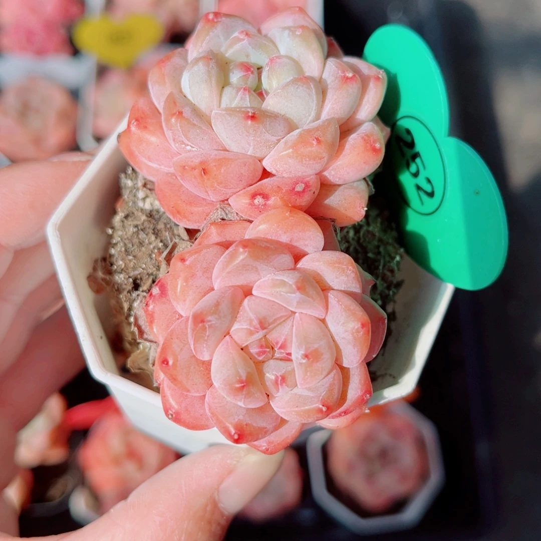 252号小老桩糖心双头