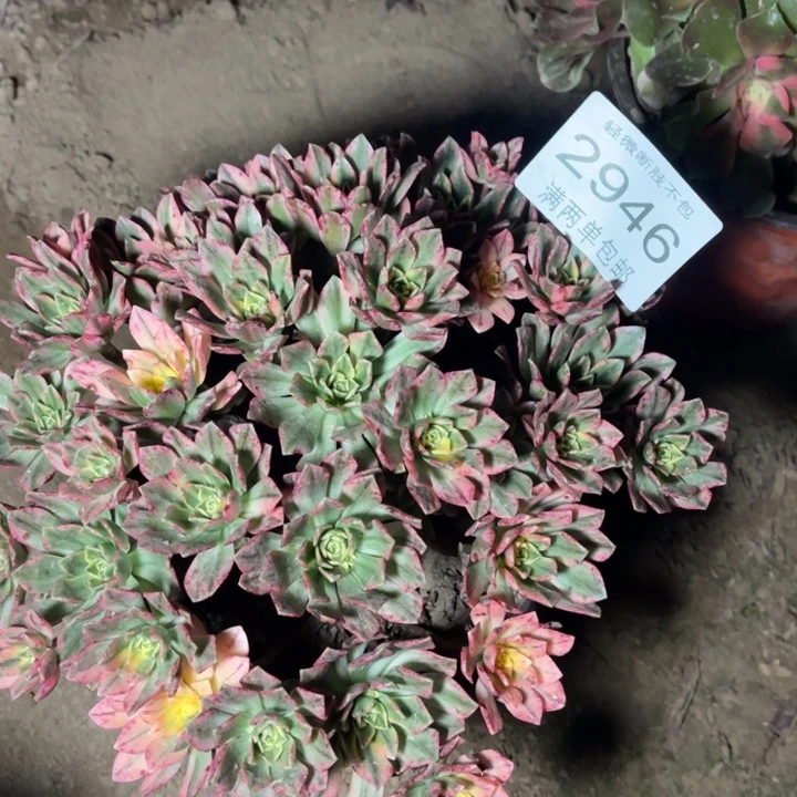 2946甜茶的人多肉的