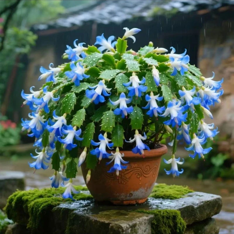 浓香蟹爪兰盆栽小苗嫁接花苗大盆重瓣花阳台室内盆栽花卉四季开花