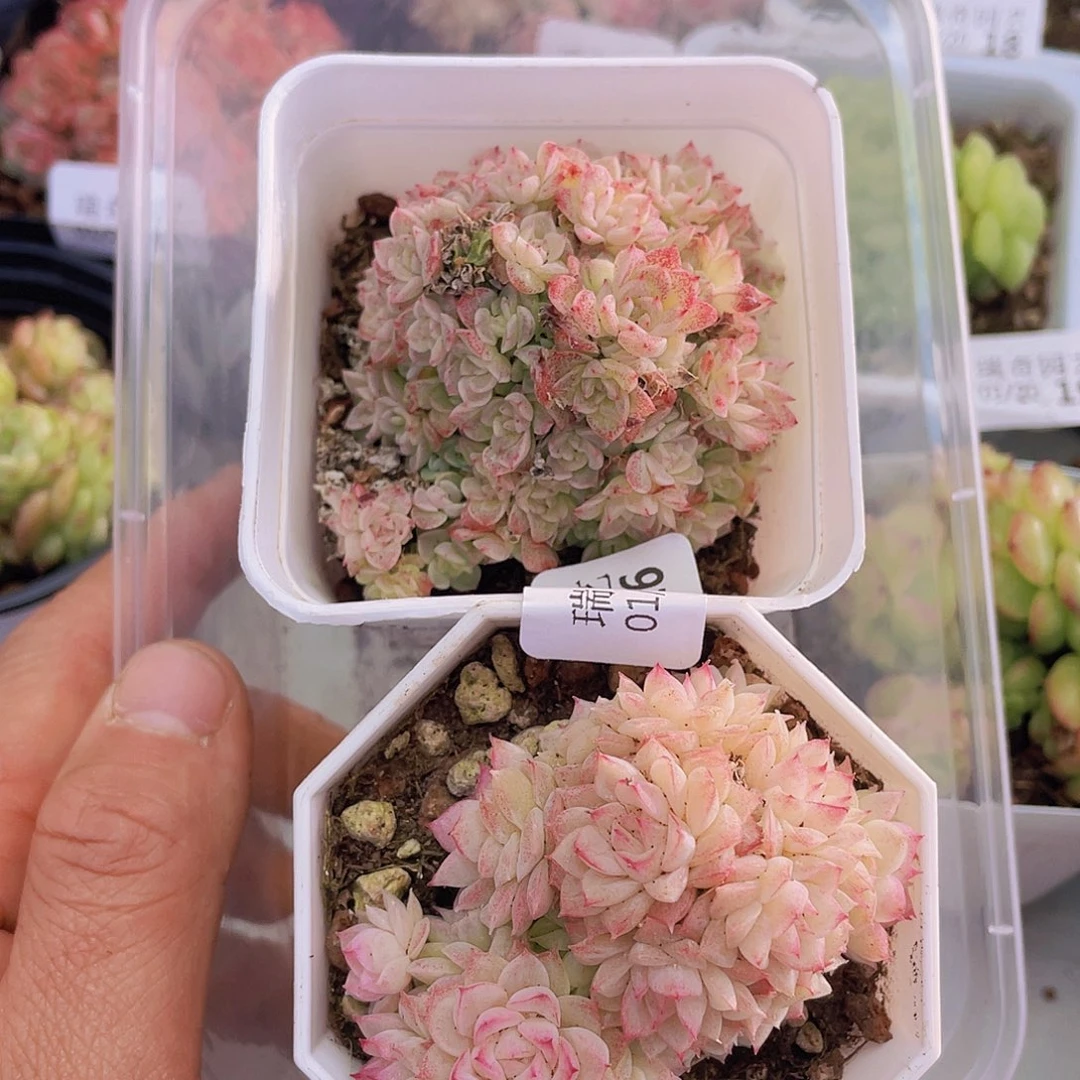 0000000000000016量拍