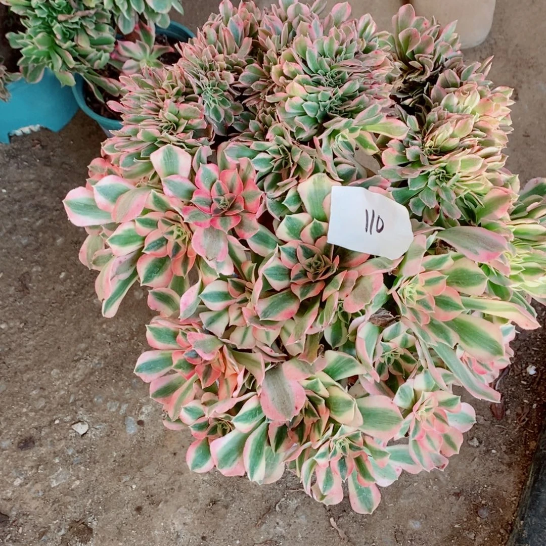 完全开放110号粉女巫缀化1颗