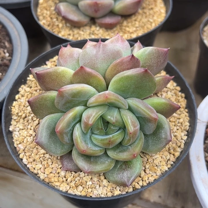 加勒比海蓝 夏鸣园艺